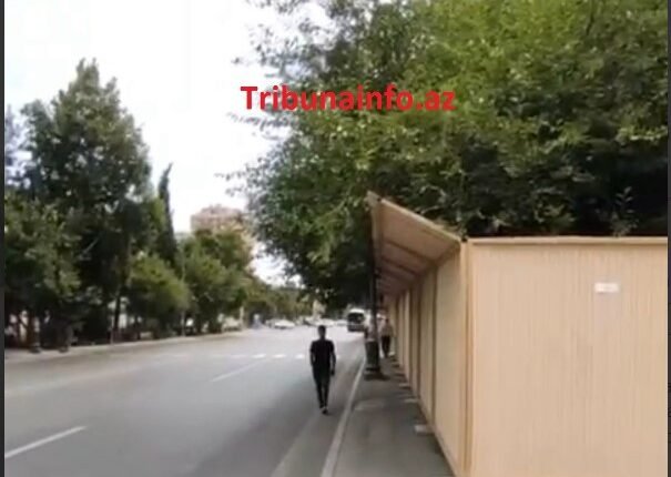 “Gold” MTK yüzlərlə ağacı məhv etdi –FOTOFAKT