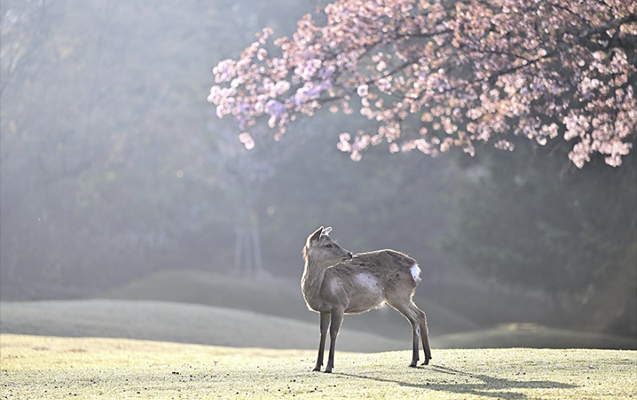 Sabah hava necə olacaq?