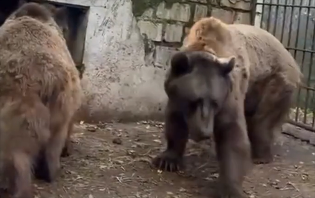 Ayılar haradadır? - Dövlət qurumu təkzib edir