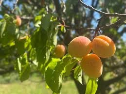 Samuxda  Ərik Festivalı keçiriləcək